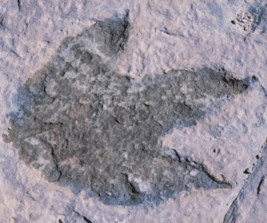 Fossil Trails for Young Families by Namastay Rentals